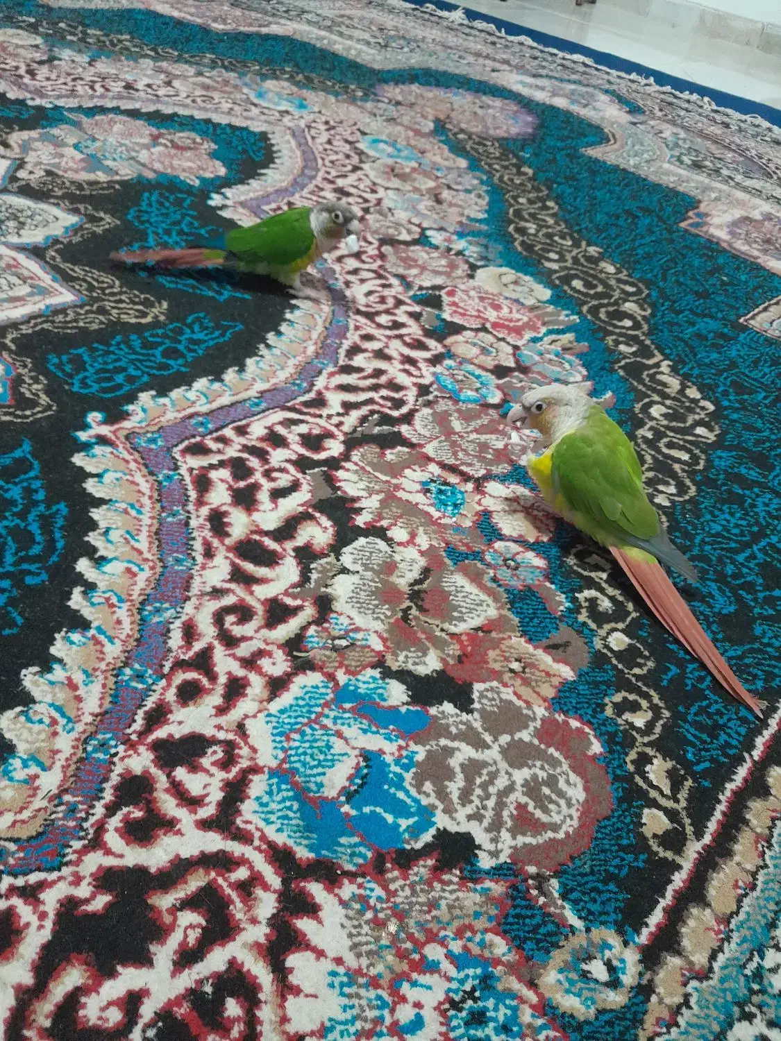 یک جفت گرینچیک وعروس هلندی نر|پرنده|مشهد, شهید قربانی|دیوار