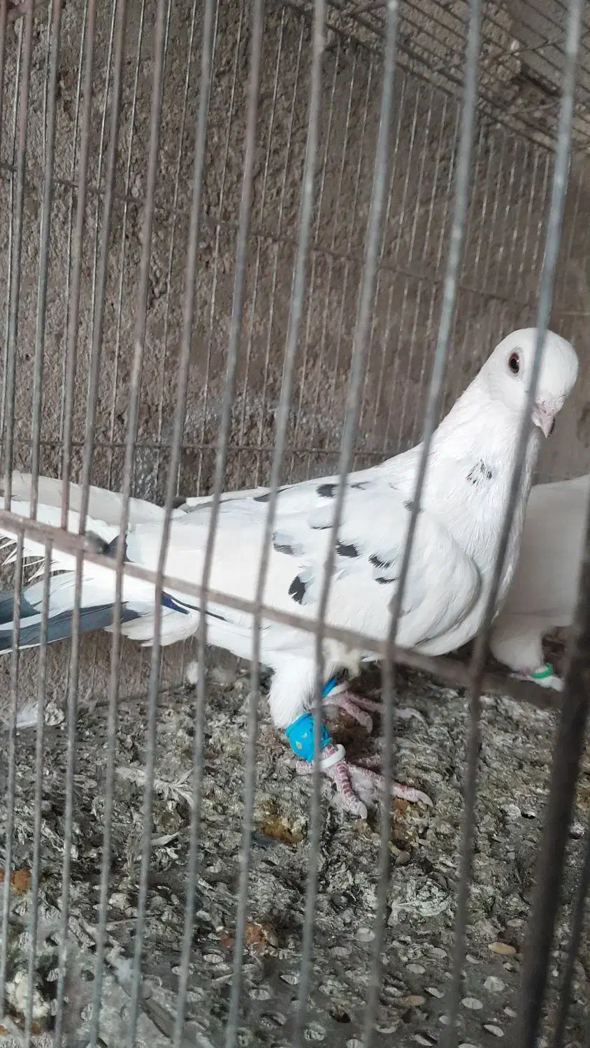 کبوتر تهرونی بلند پرواز|پرنده|شیراز, داریون|دیوار