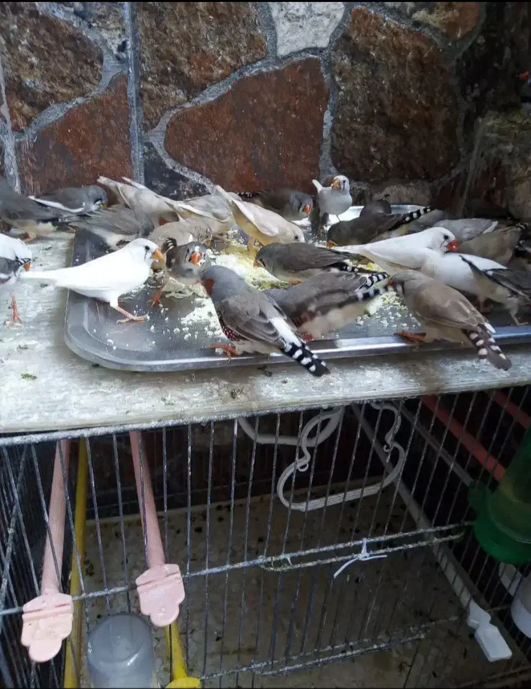 فنچ|پرنده|بندرعباس, |دیوار