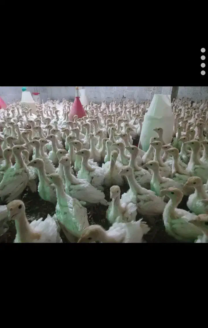 جوجه بوقلمون گوشتی|حیوانات مزرعه|چابهار, |دیوار