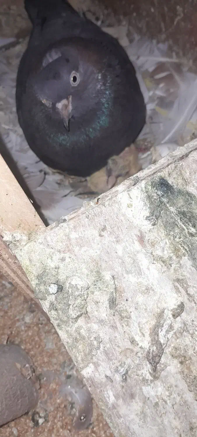 کفتر|پرنده|هشتگرد, هشتگرد قدیم|دیوار