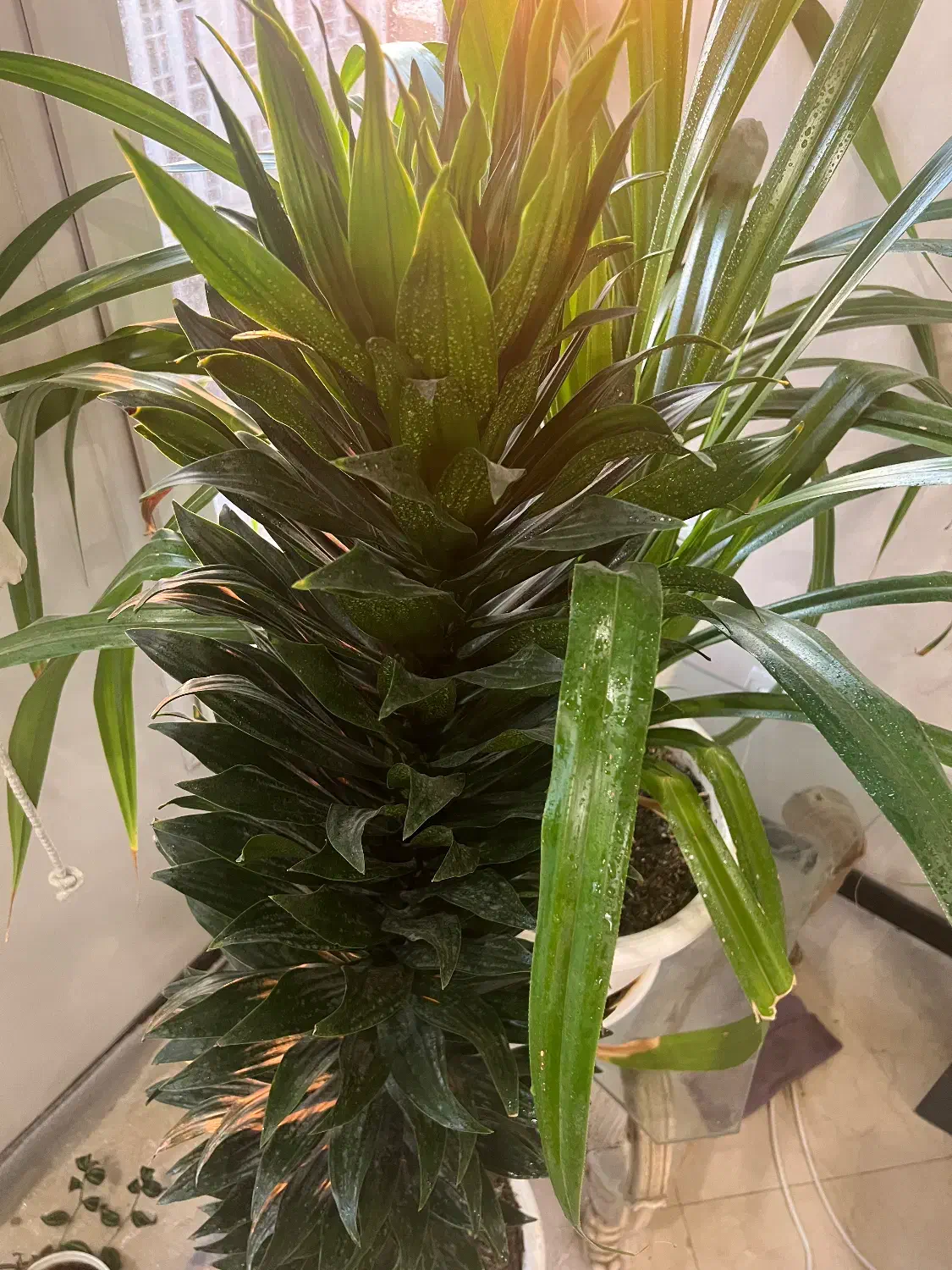 گیاه شاداب و مناسب|گل و گیاه طبیعی|تهران, امانیه|دیوار