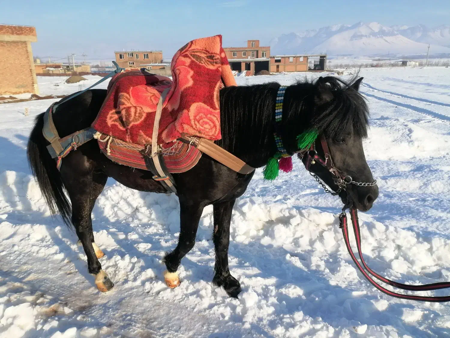 فروش اسب وریغه|اسب و تجهیزات اسب‌سواری|پیرانشهر, |دیوار