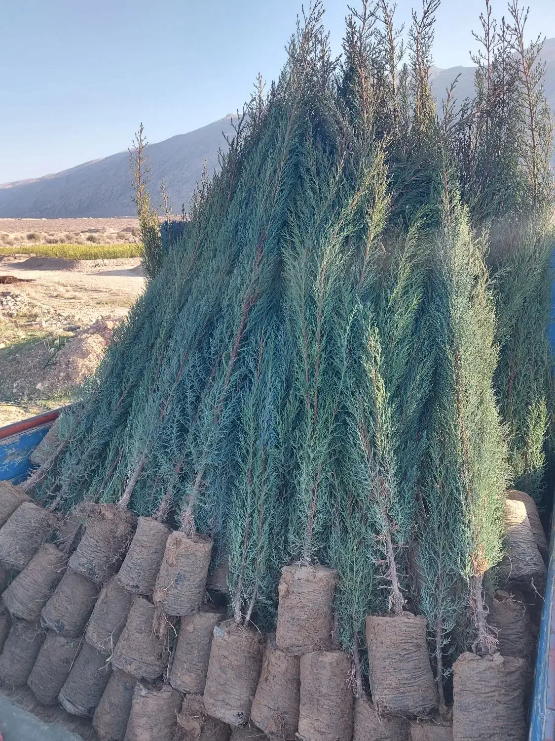 نهال|خدمات باغبانی و درختکاری|تربت‌حیدریه, پائین ولایت|دیوار