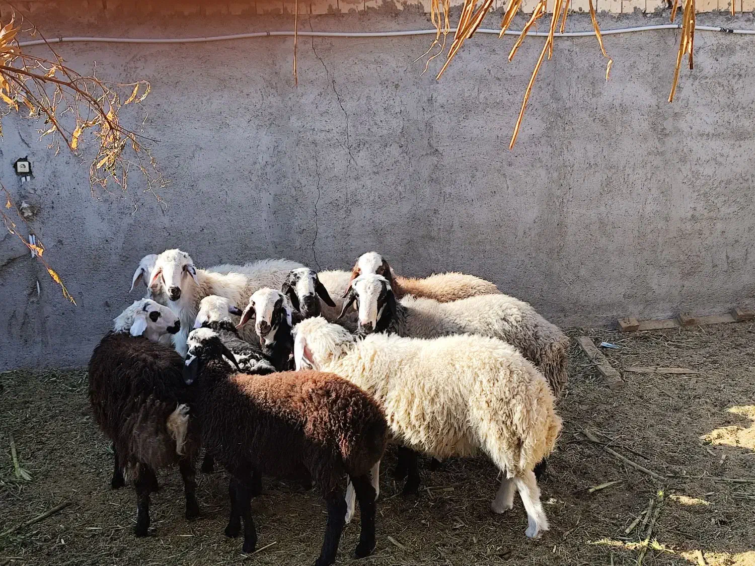 بره نر شال|حیوانات مزرعه|کویرات, |دیوار