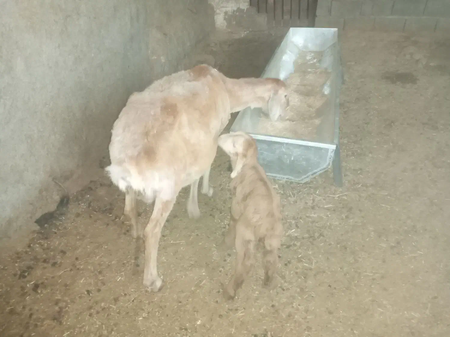 میش و بره|حیوانات مزرعه|سرپل ذهاب, |دیوار