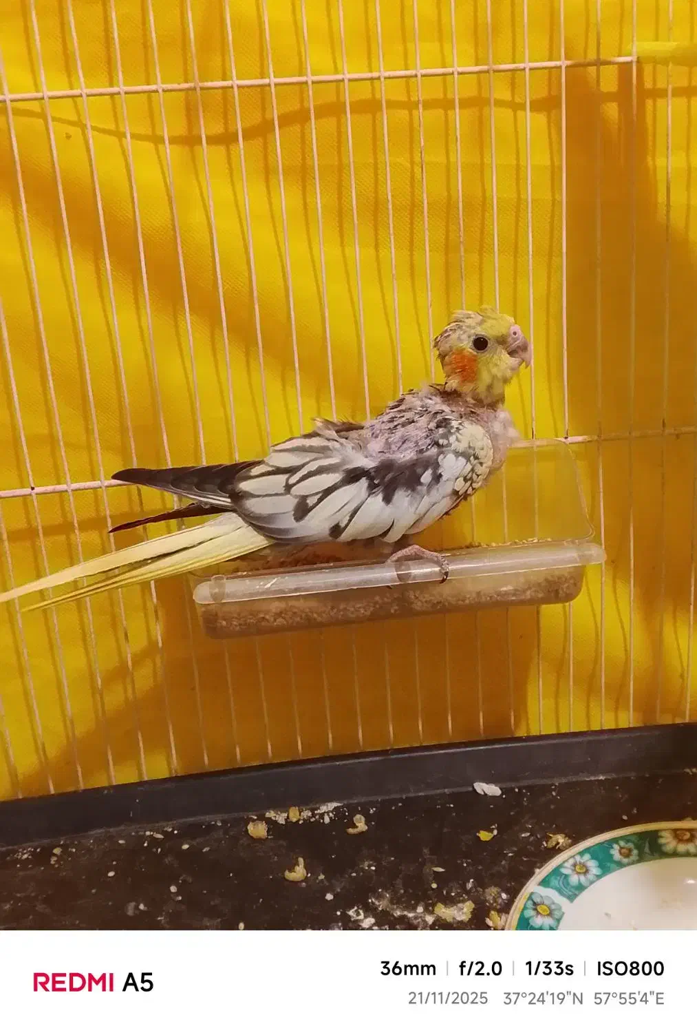 یک جفت عروس لوتینو با جوجه|پرنده|شیروان (خراسان), |دیوار