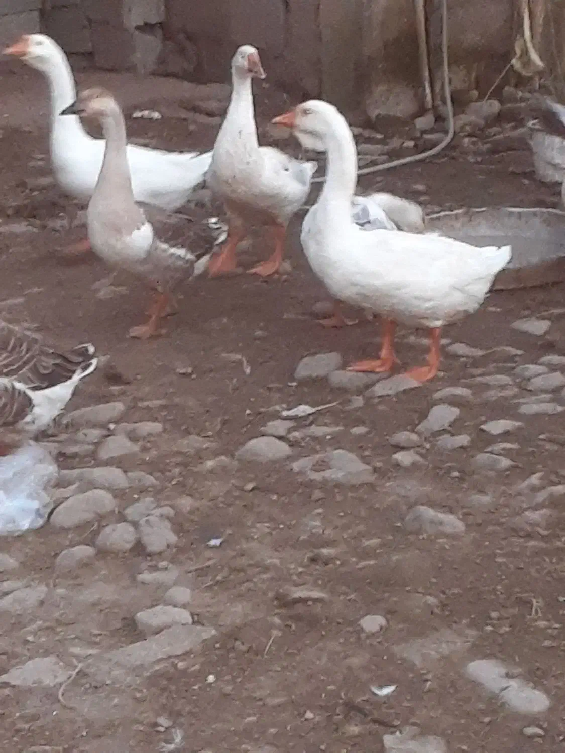 قو غاز|حیوانات مزرعه|احمدسرگوراب, |دیوار