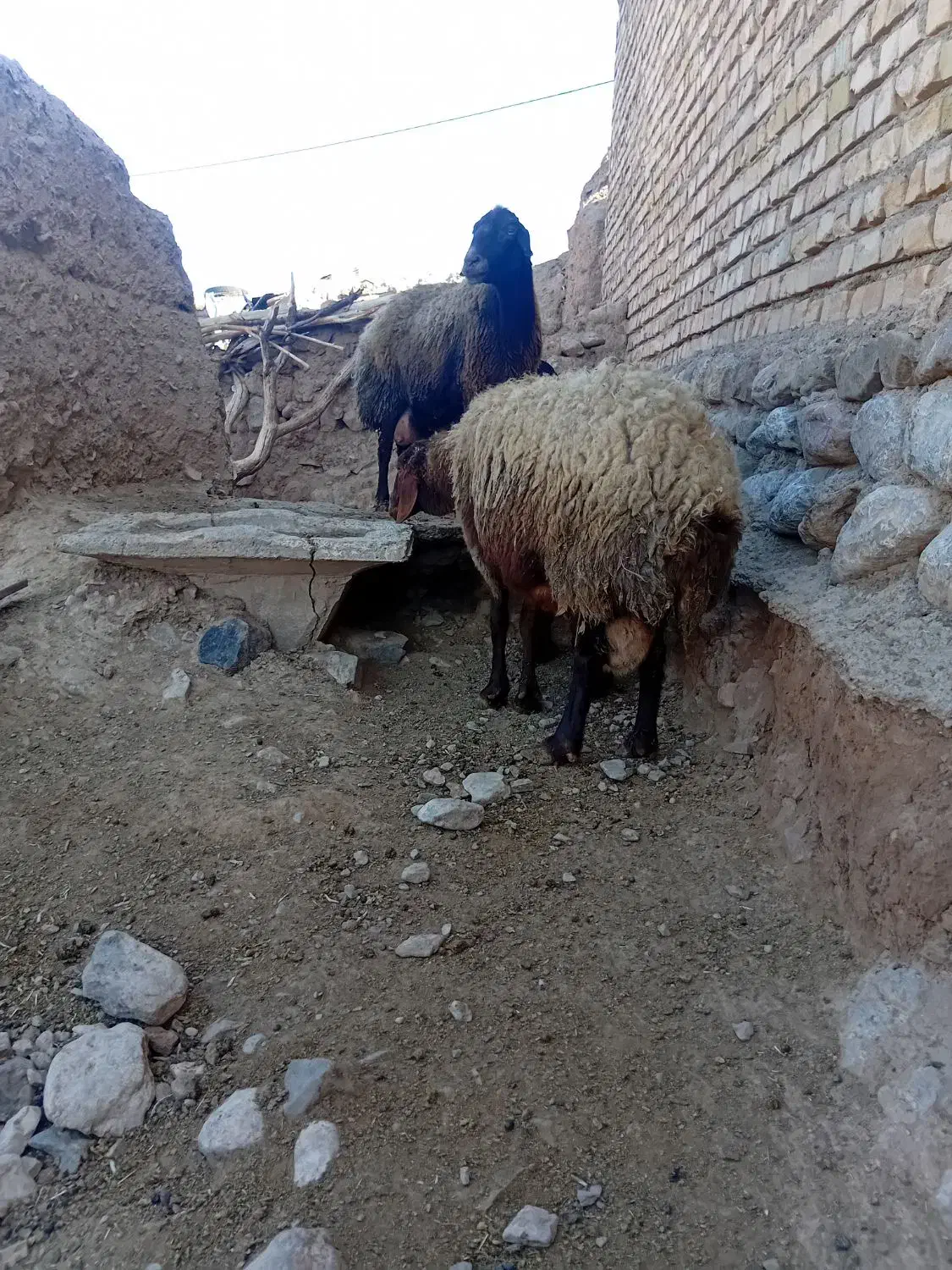 میش|حیوانات مزرعه|تربت جام, والفجر|دیوار