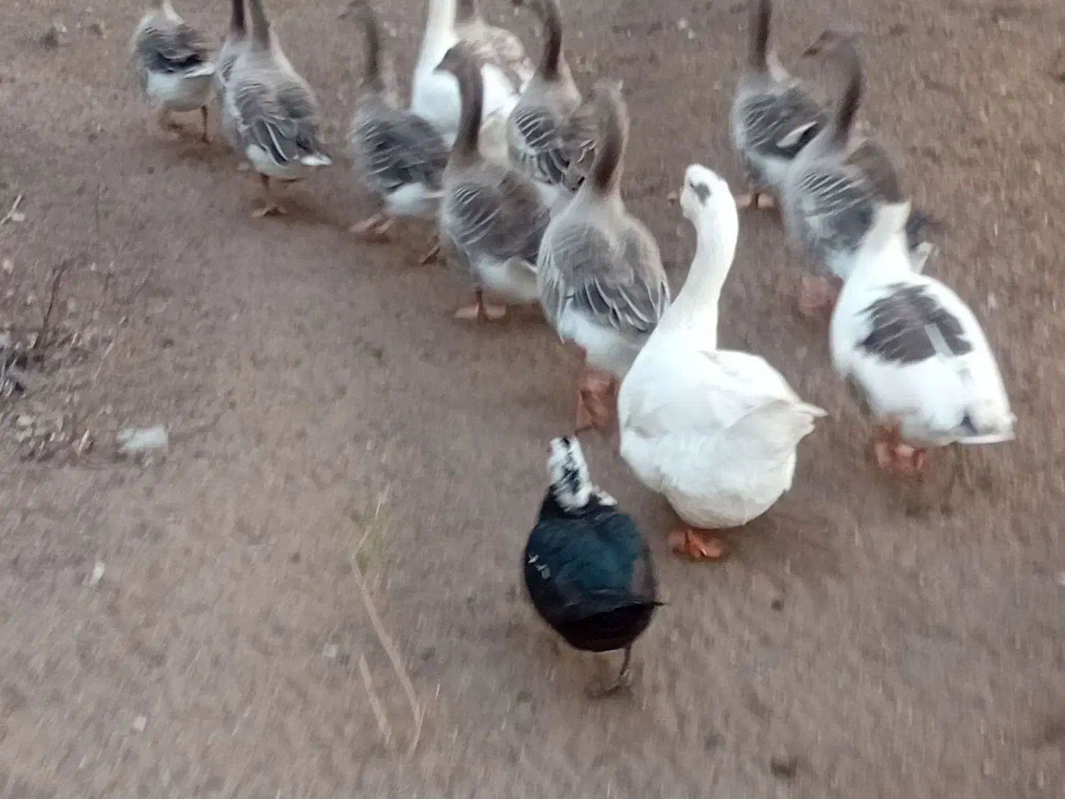 غاز|حیوانات مزرعه|چاف و چمخاله, |دیوار