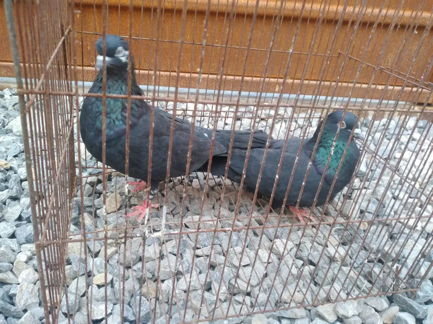 ی جفت کبوتر زاغ قیمت ۷۰۰|پرنده|بابل, |دیوار