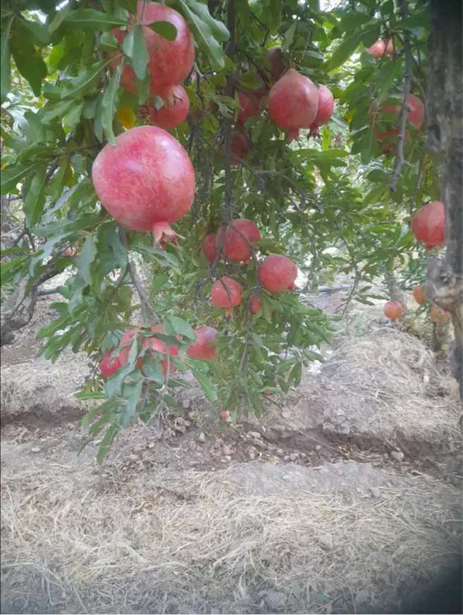 انار درجه یک|عمدهفروشی|کوهدشت, |دیوار