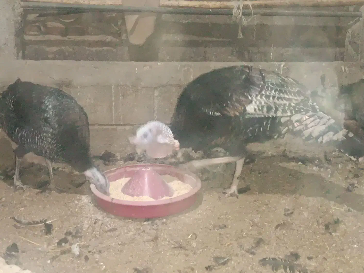 بوقلمون|حیوانات مزرعه|مشگین شهر, |دیوار