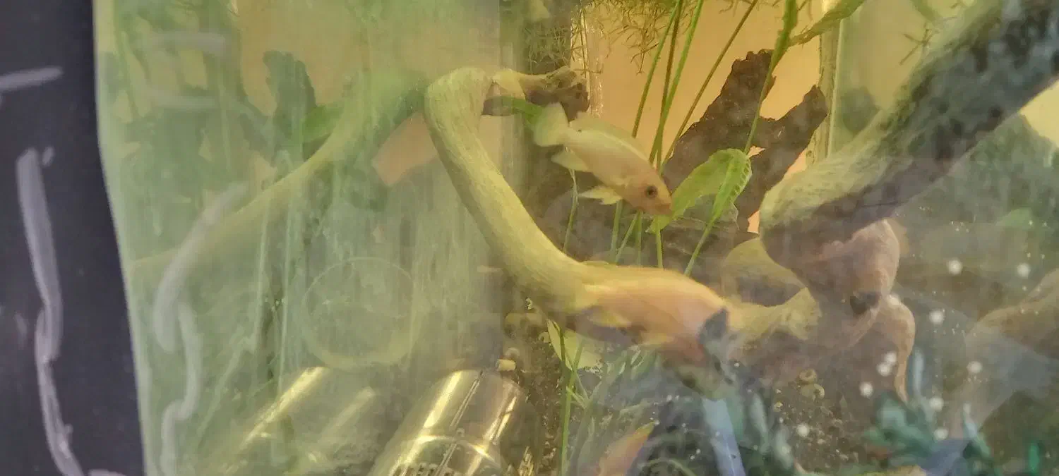 سیچلاید آفریقایی و آمریکایی|ماهی|بیرجند, |دیوار