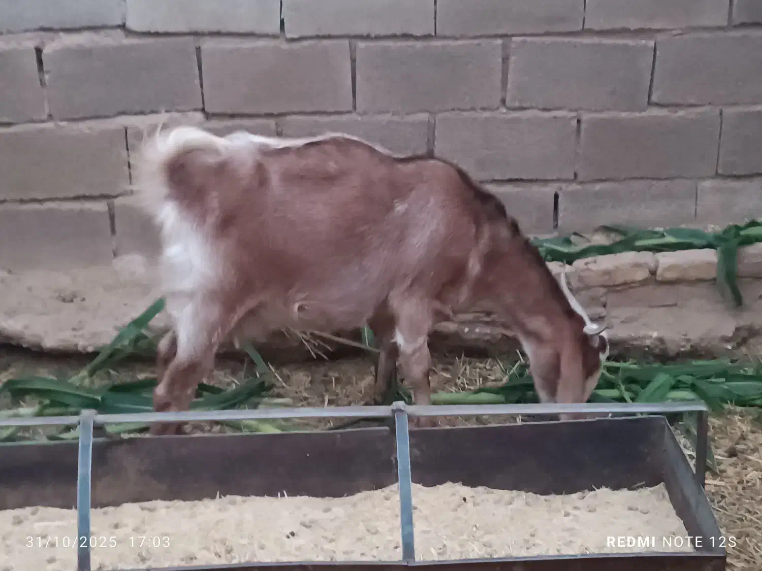 بز چهار ماه آوستن و کولار و یک عدد خروس لاری|حیوانات مزرعه|طبس, |دیوار