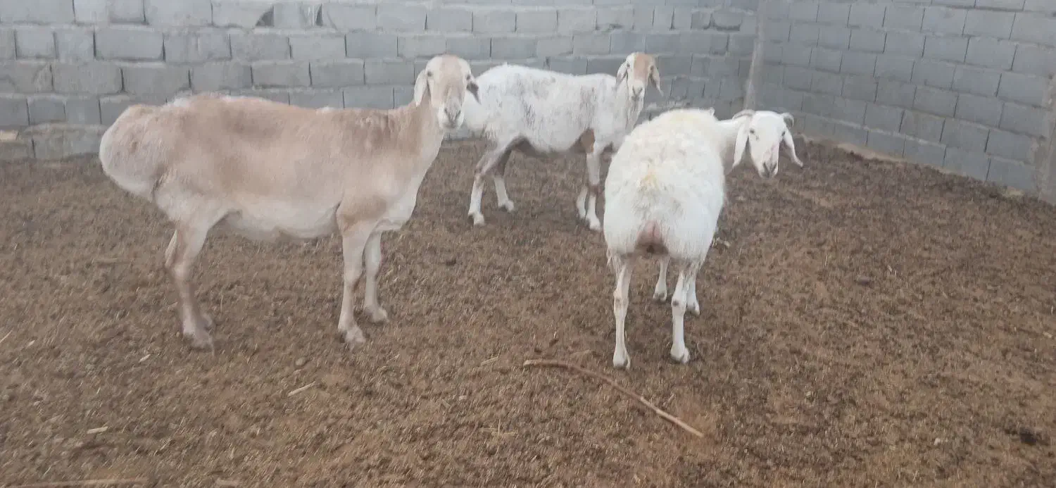 میش چینی|حیوانات مزرعه|مهریز, |دیوار