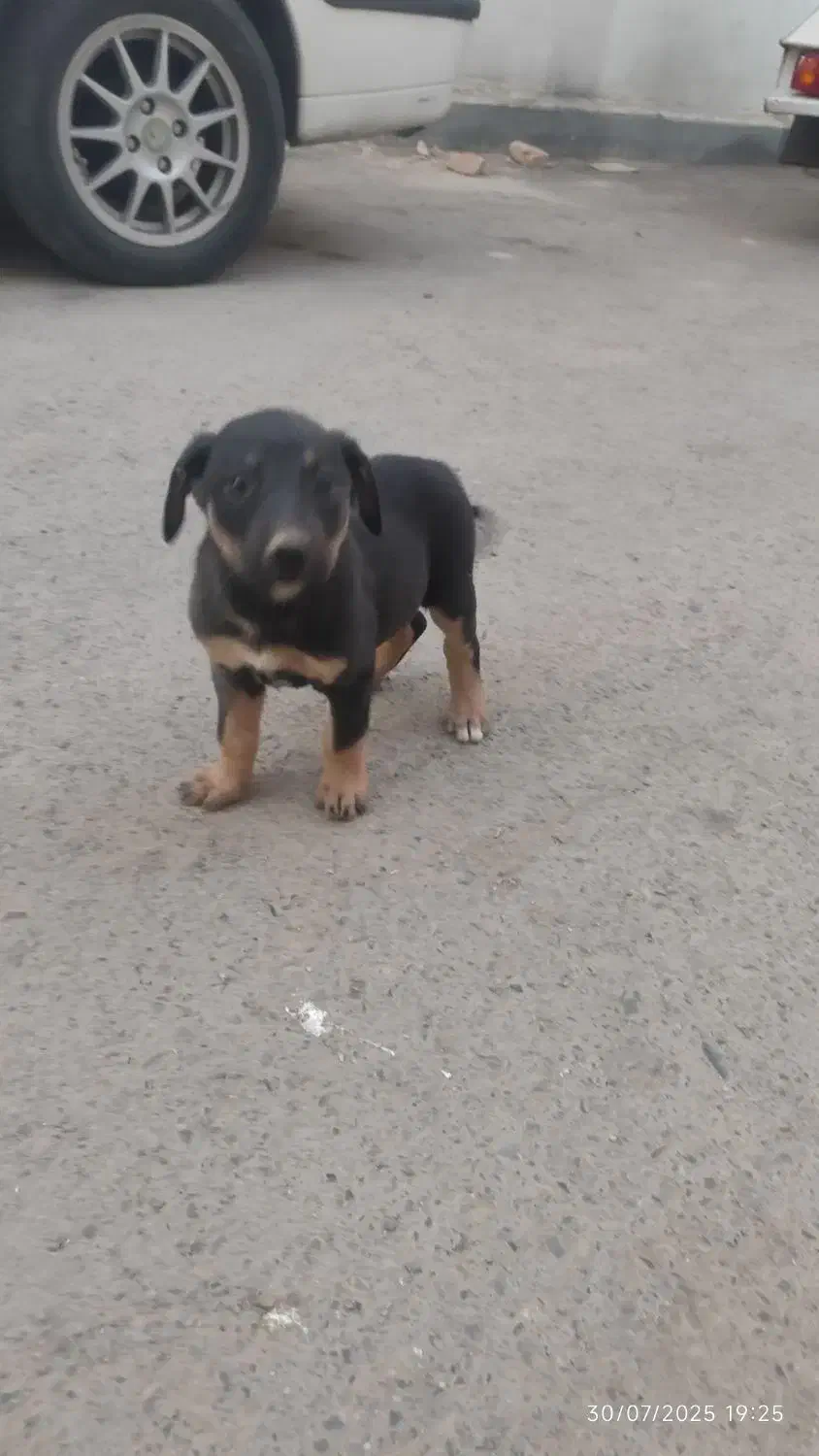 سگ گمشده|سگ|کرج, خرمدشت|دیوار