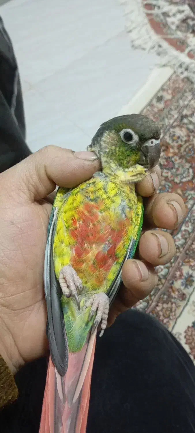 گرینجیک|پرنده|باسمنج, |دیوار