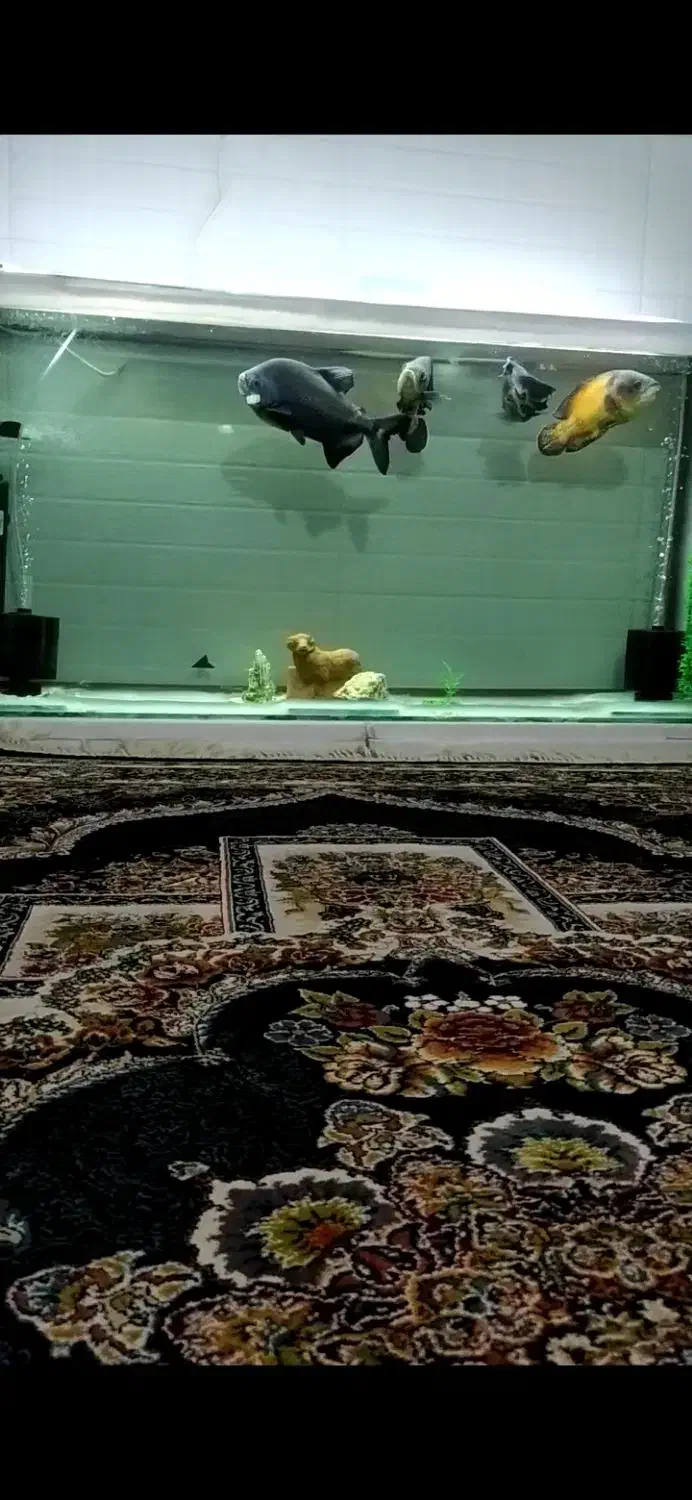 آکواریوم|ماهی|لنگرود, |دیوار