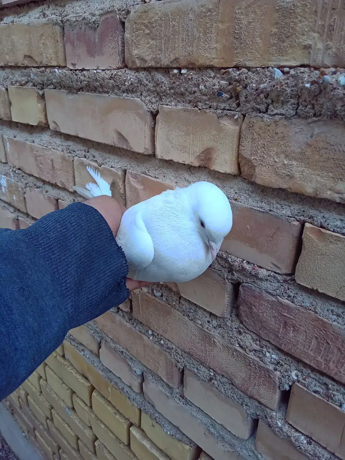 پرنده لوت|پرنده|خرمشهر, |دیوار