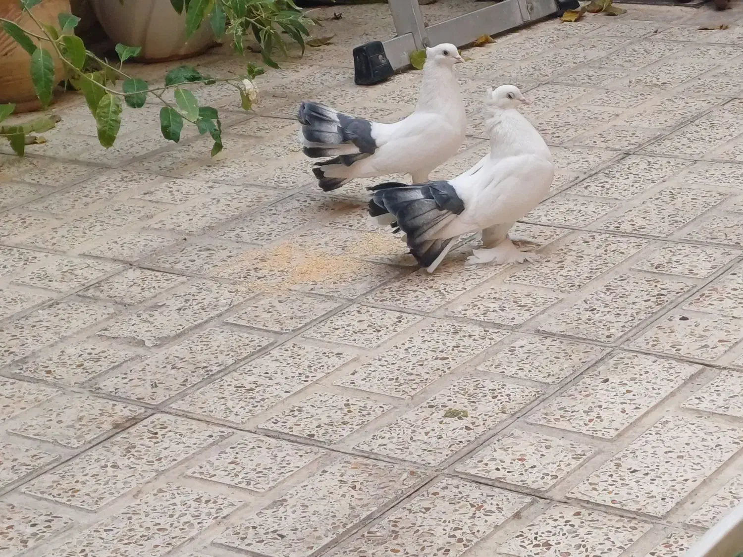 کفتر زینتی|پرنده|فردیس, شهرک هفده شهریور|دیوار