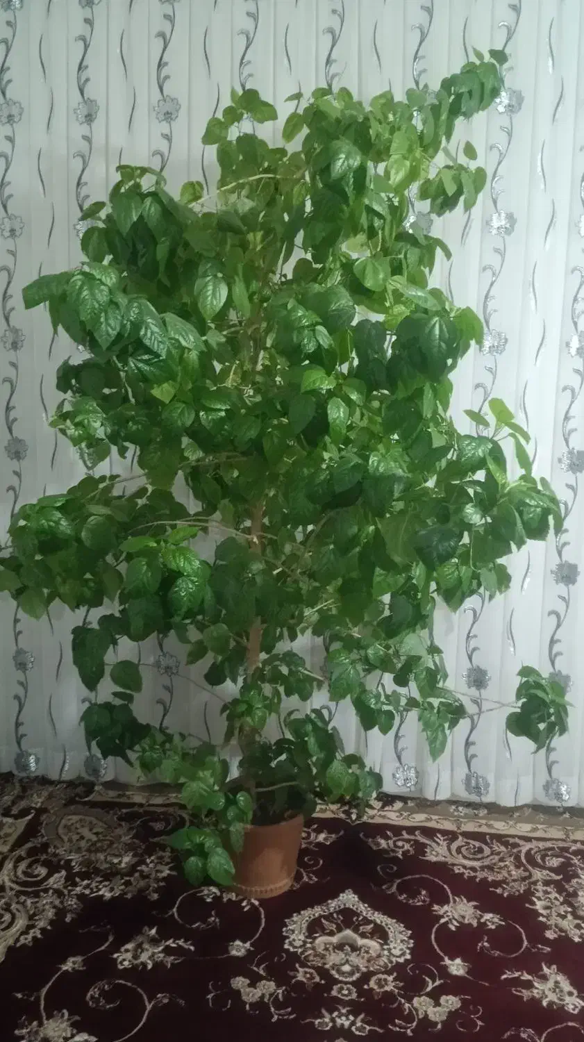 نخل خرما و گل درختی طبیعی|گل و گیاه طبیعی|ثمرین, |دیوار