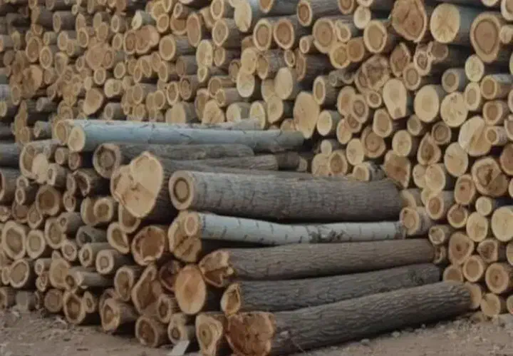 خرید چوب سفید ،چنار صنوبر کبوده بید ،قطع درخت|خدمات باغبانی و درختکاری|محمدشهر, محمدشهر|دیوار