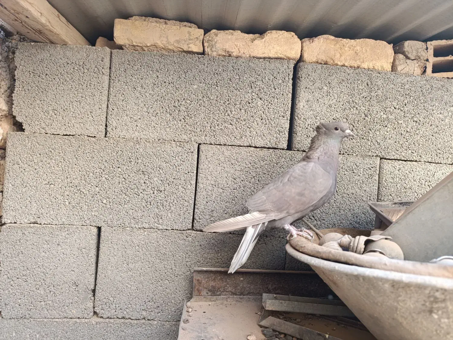 کبوتر نقشی|پرنده|برخوار, |دیوار