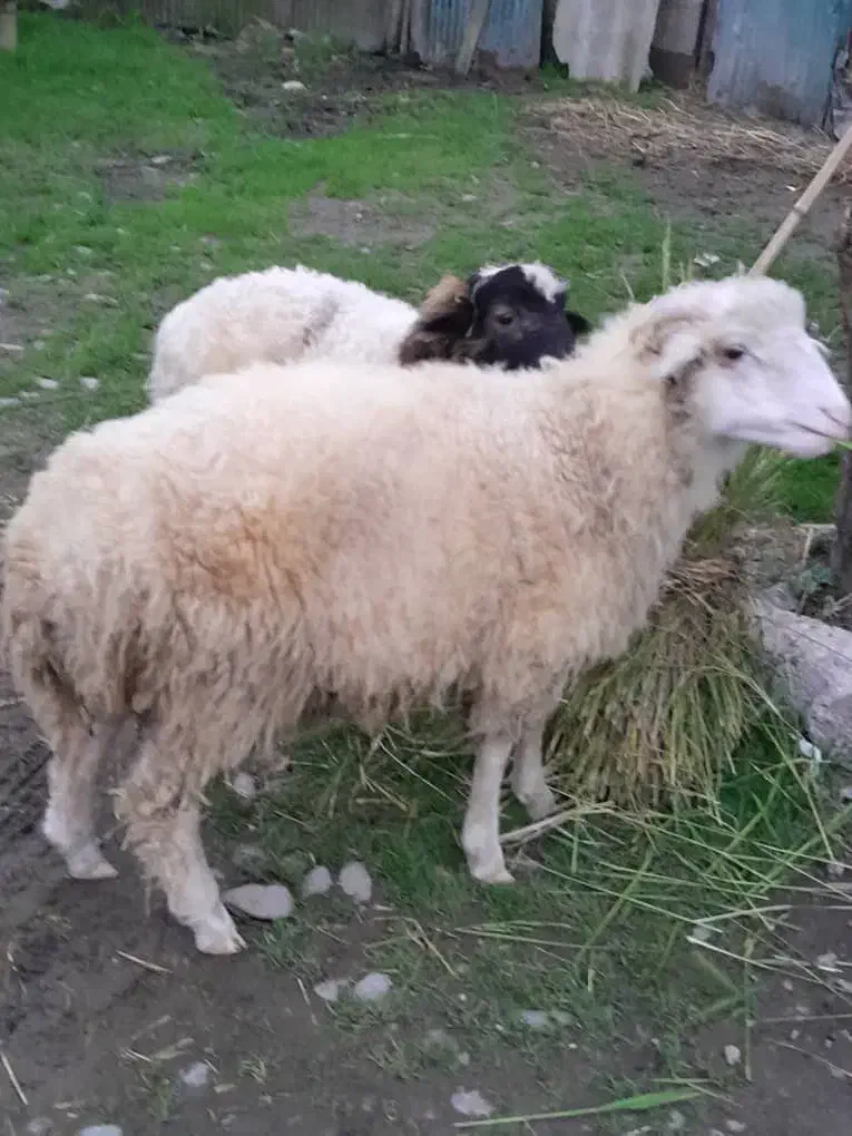 گاو گوسفند گوساله|حیوانات مزرعه|صومعه‌سرا, |دیوار