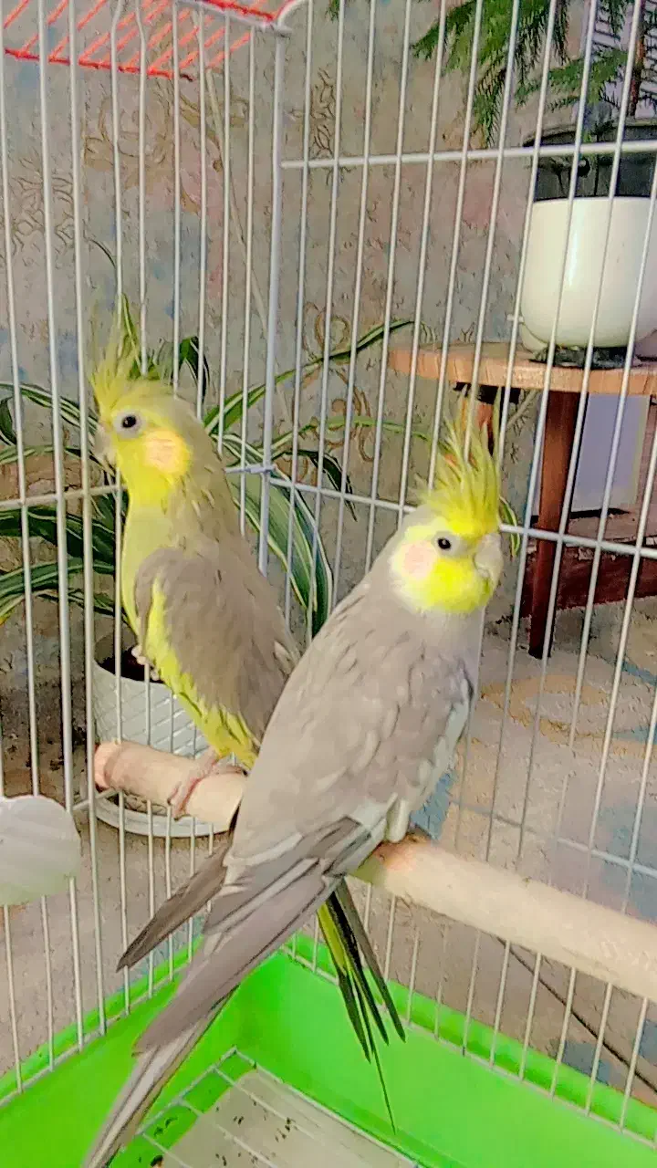 عروس هلندی با قفس|پرنده|آبپخش, |دیوار