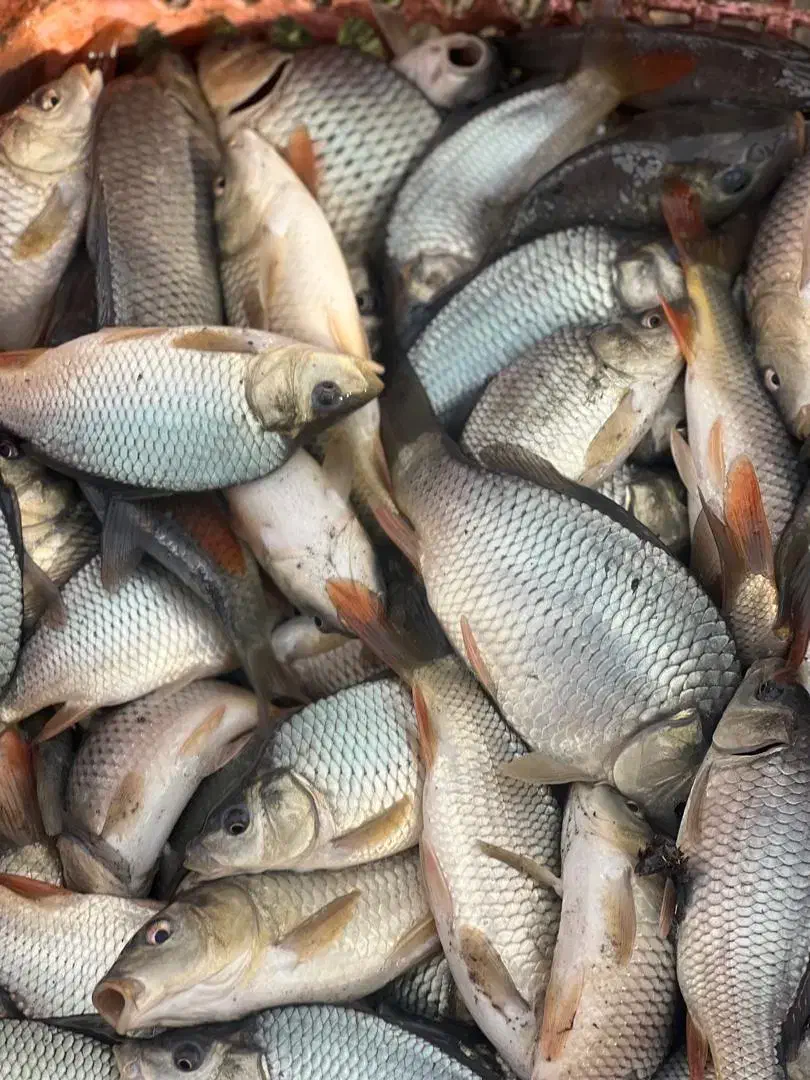 بچه ماهی کپور بشقابی طلایی|ماهی|بابل, |دیوار