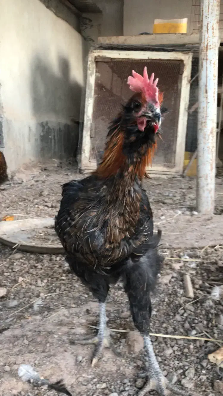 فروش خروس سلطان جوان 5ماهه|حیوانات مزرعه|اصفهان, شهرک میلاد|دیوار