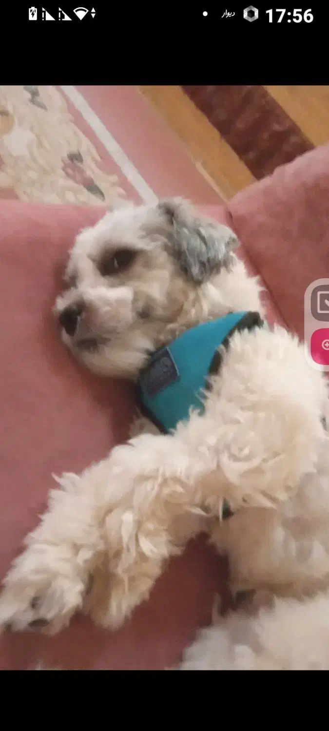 سگهای باهوش شیتزو|سگ|کرمان, |دیوار