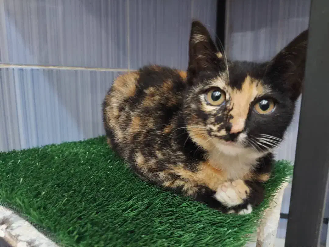 واگذاری بچه گربه|گربه|رشت, امین الضرب|دیوار