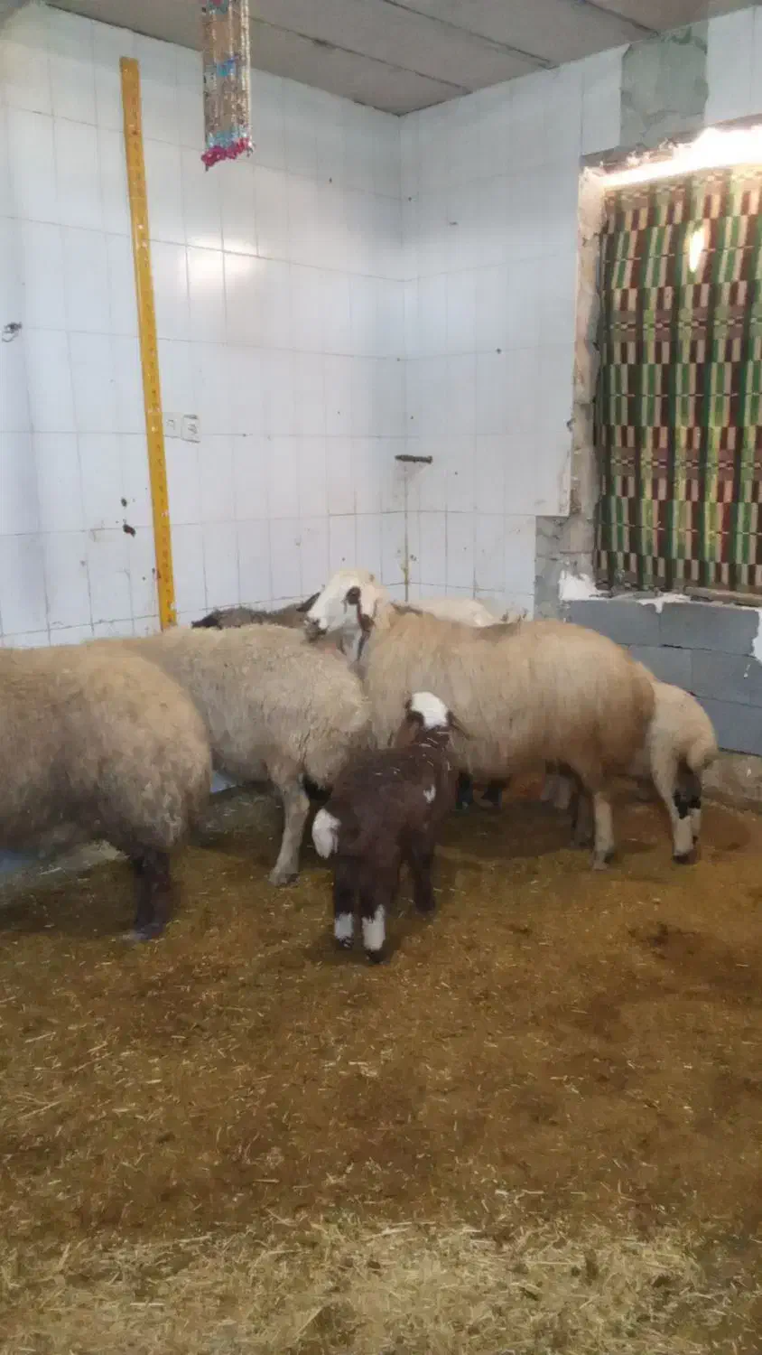 میش وبره|حیوانات مزرعه|کرمانشاه, |دیوار