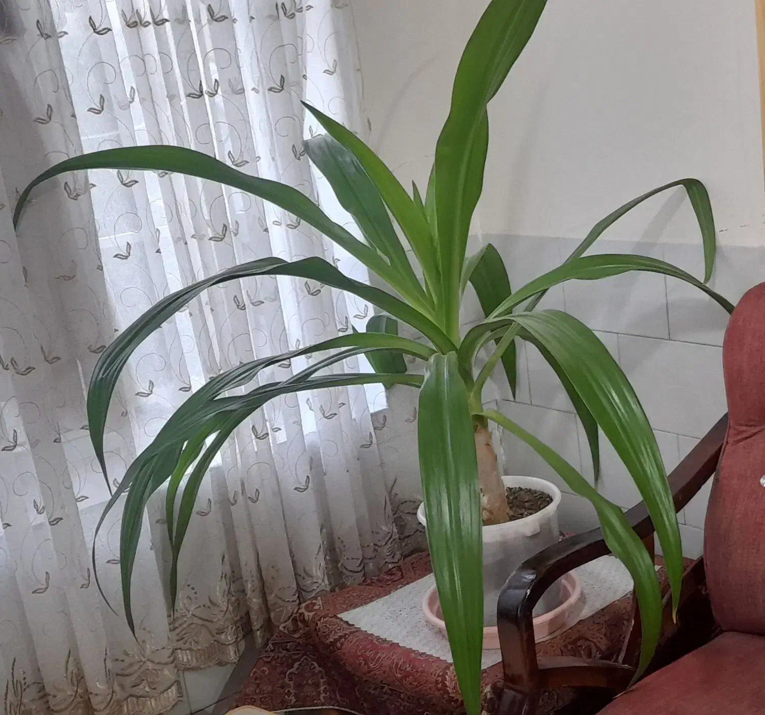 گل ذرتی بزرگ و زیبا|گل و گیاه طبیعی|اقلید, |دیوار