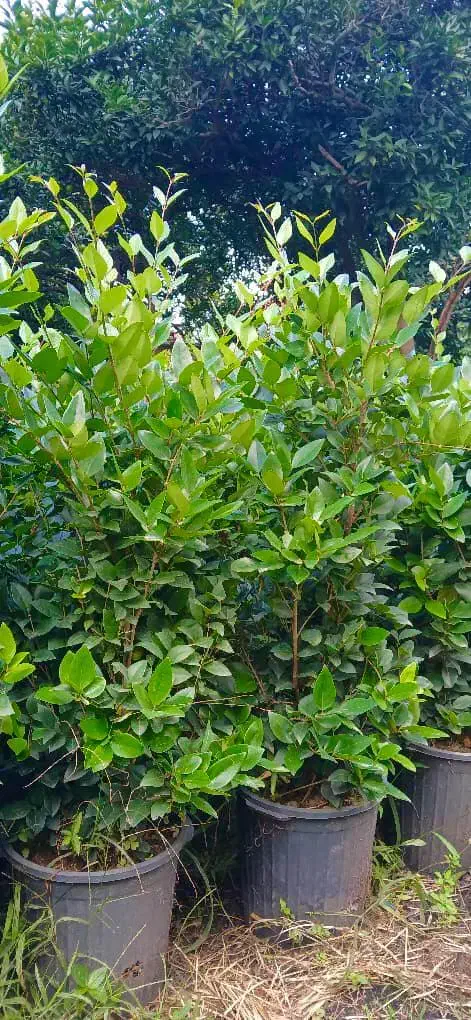 درختچه یاس هلندی|گل و گیاه طبیعی|رشت, بوسار|دیوار