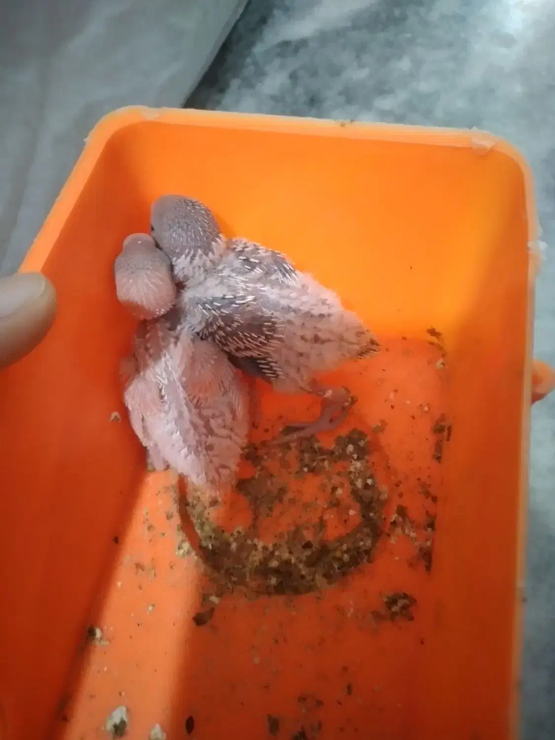 یک جفت فنج سفید زبیا و ۲ عدد مرغ عشق سرلاکی|پرنده|مشهد, نیزه|دیوار