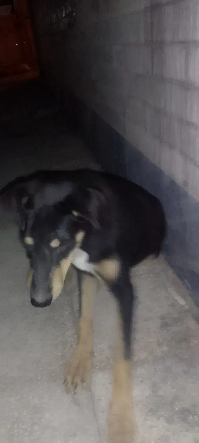 گمشده حتما بخون|حیوانات|اهواز, گلستان|دیوار