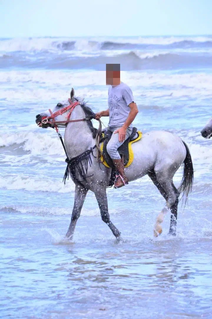 اسب نریان ترکمن|اسب و تجهیزات اسبسواری|تنکابن, |دیوار