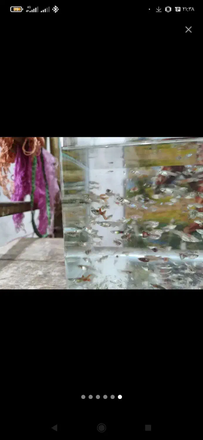 ماهی گوپی|ماهی|قم, شهرک مهدیه (مدرس)|دیوار