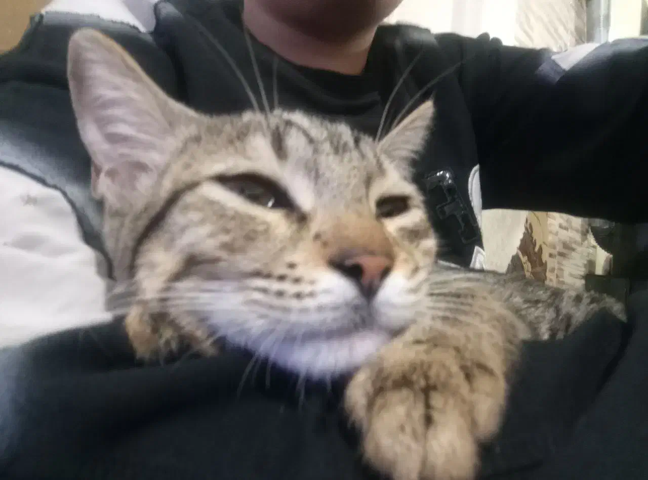 گمشده|حیوانات|اسلامشهر, شهرک قائمیه|دیوار