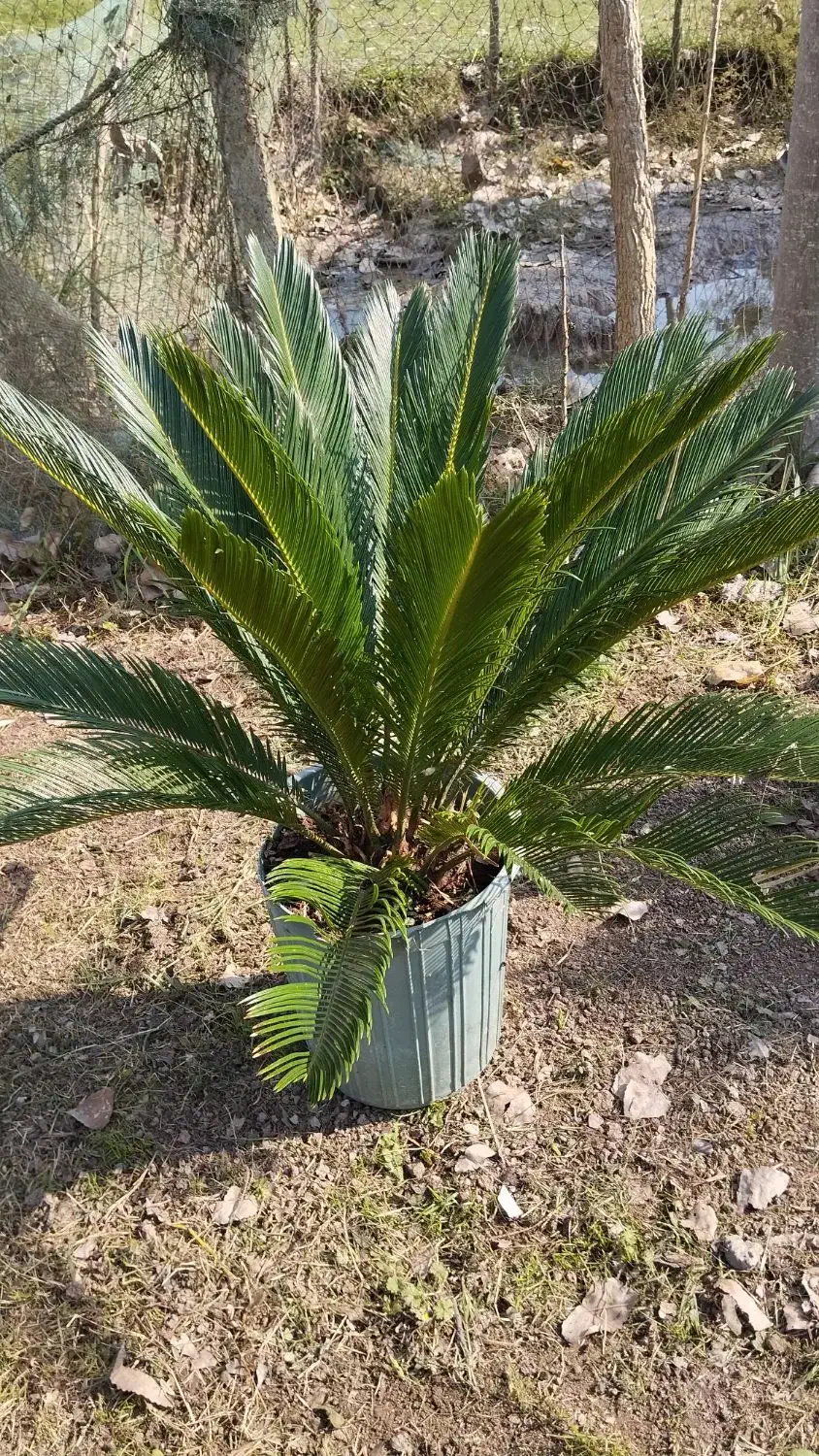 گل سیکاس|گل و گیاه طبیعی|سنگر, |دیوار