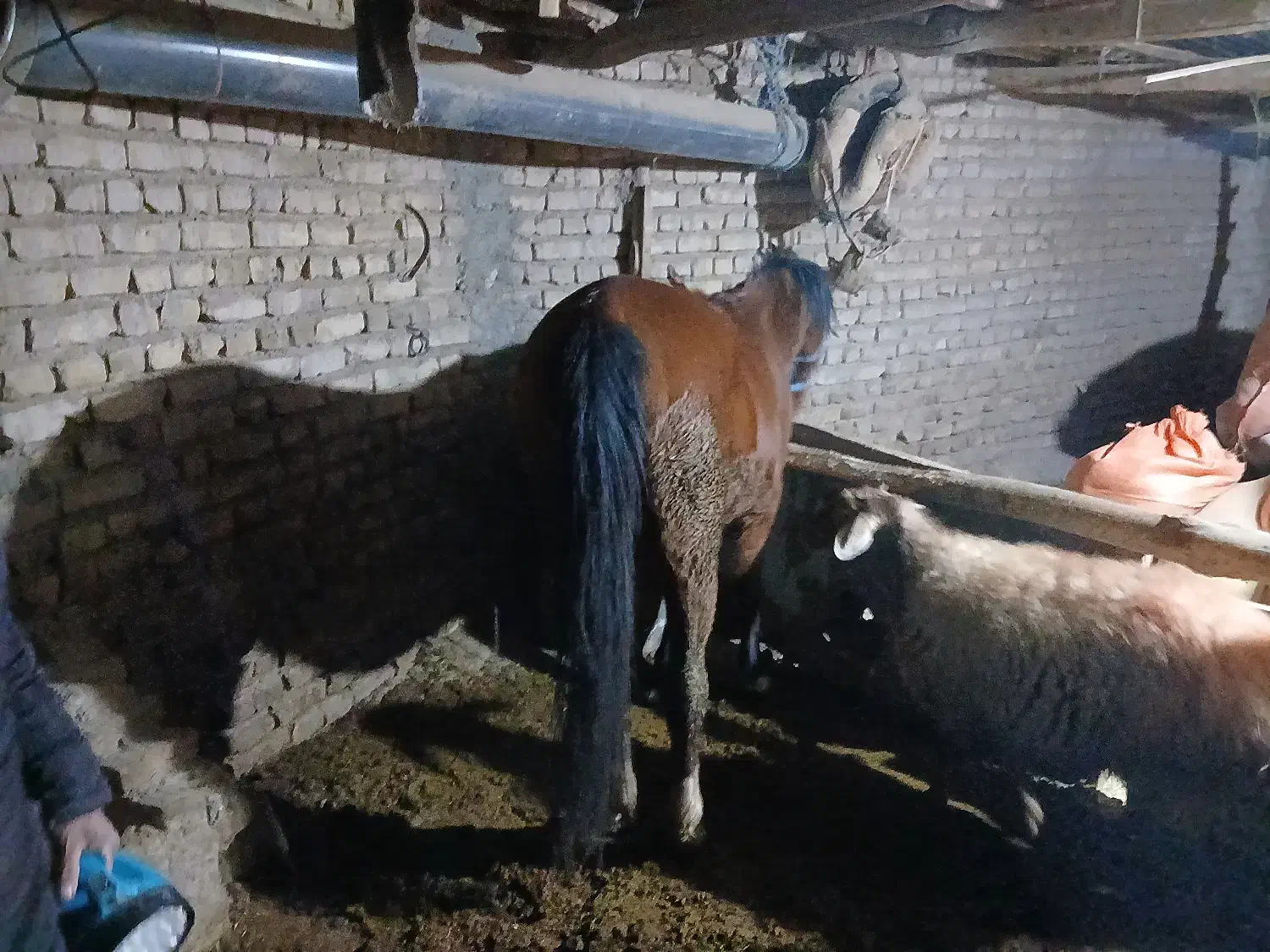 اسب نجیب|اسب و تجهیزات اسب‌سواری|تربت‌حیدریه, بازار|دیوار