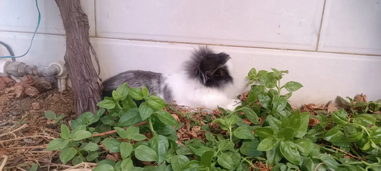 خرگوش لوپ|موش و خرگوش|آبیک, |دیوار