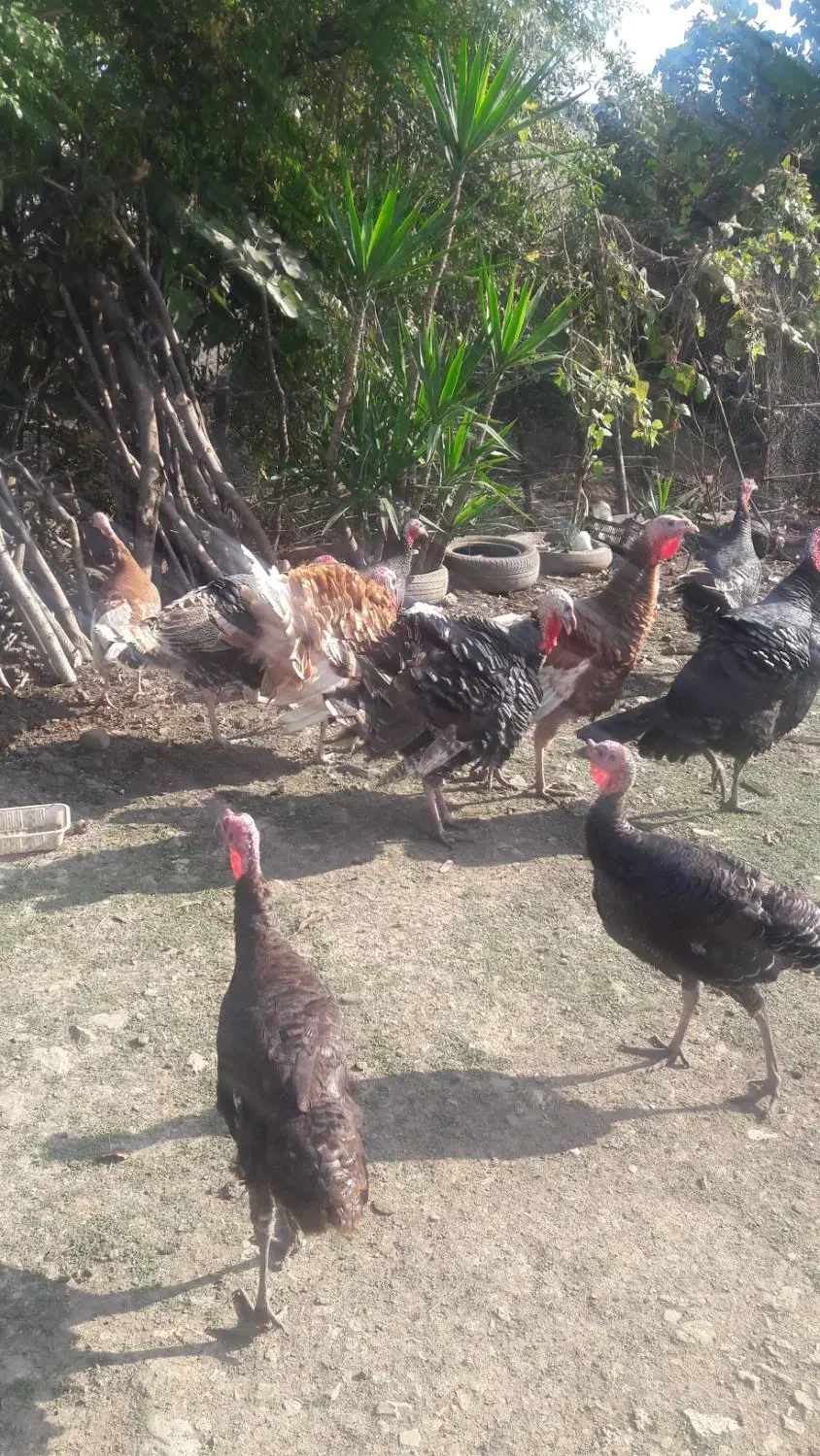 مرغ وبوقلمون|حیوانات مزرعه|تالش, هشتپر|دیوار