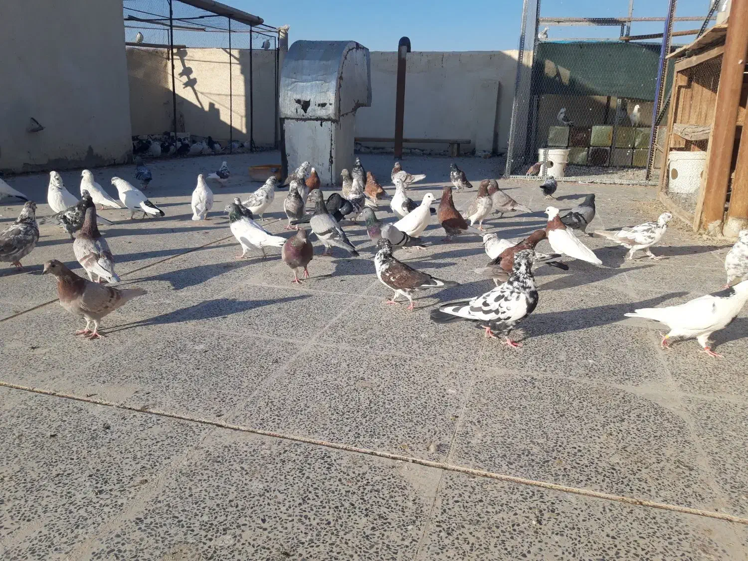 کبوتر تهرانی|پرنده|برخوار, |دیوار