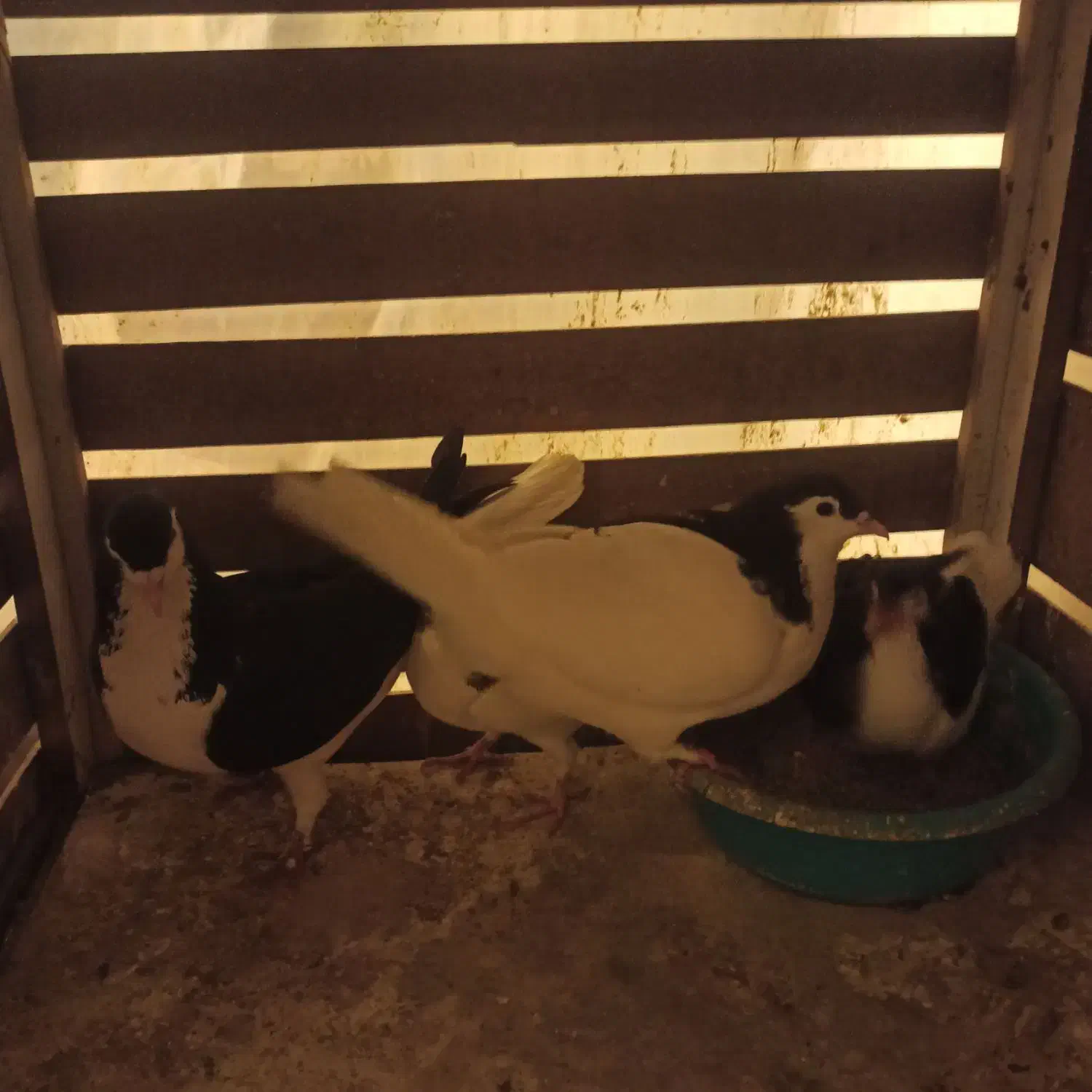 رنگی ساده|پرنده|بجنورد, |دیوار