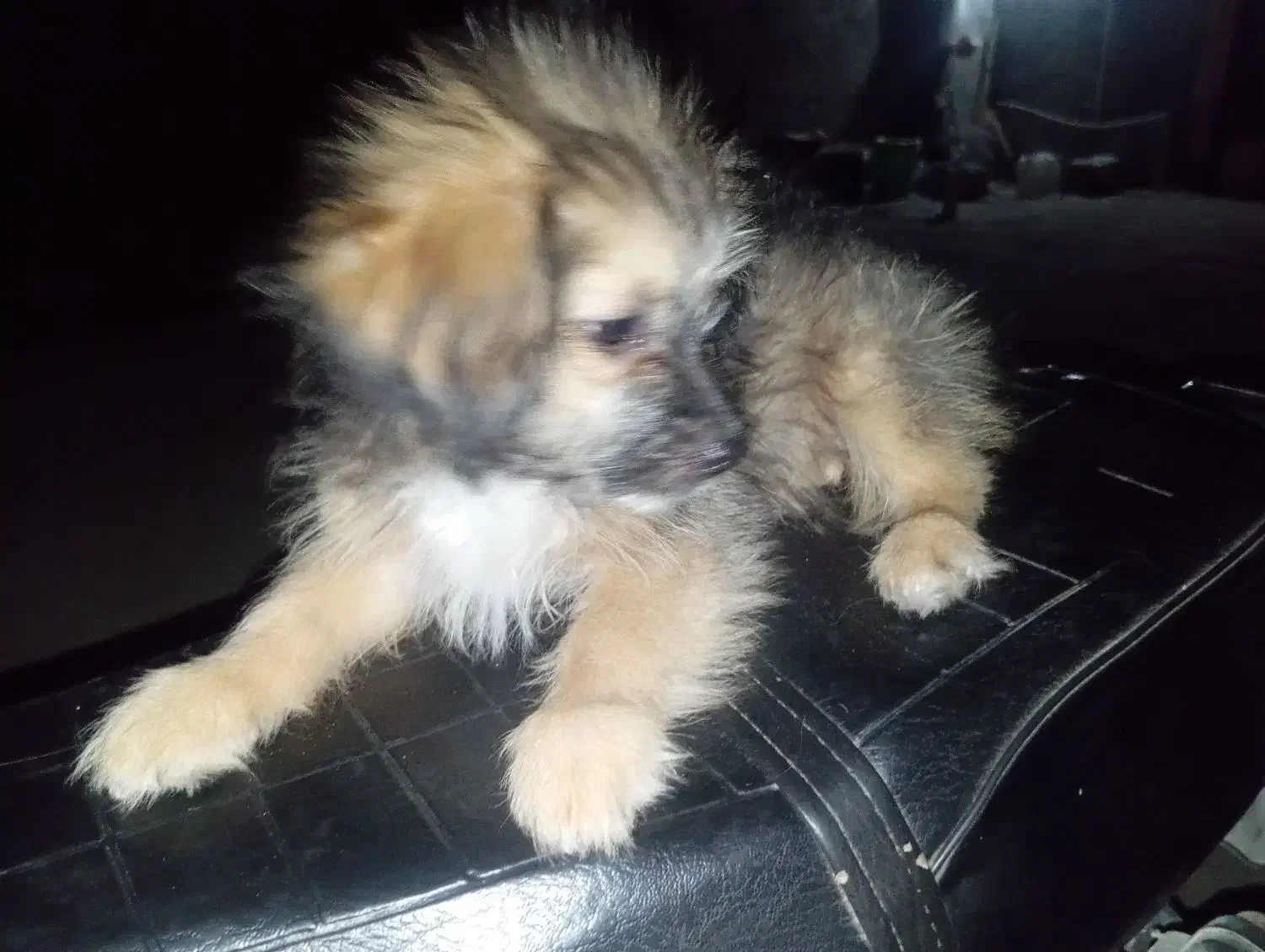 سگ پامرشیتز|سگ|بندر کنگان, |دیوار