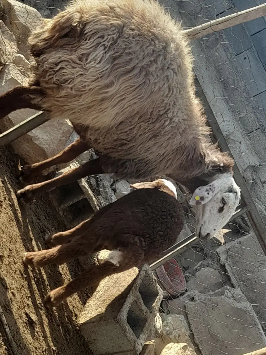 میش هتروو|حیوانات مزرعه|شیروان (خراسان), |دیوار